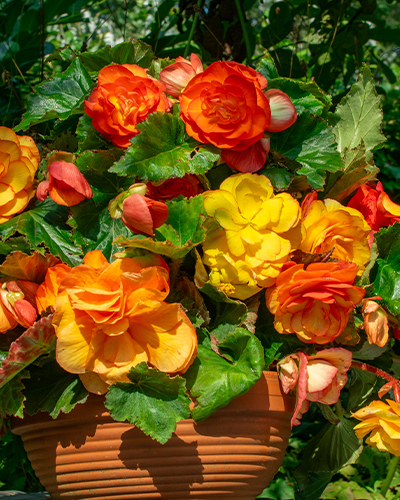 BEGÓNIA CASCADE SUNRAY 25 ks